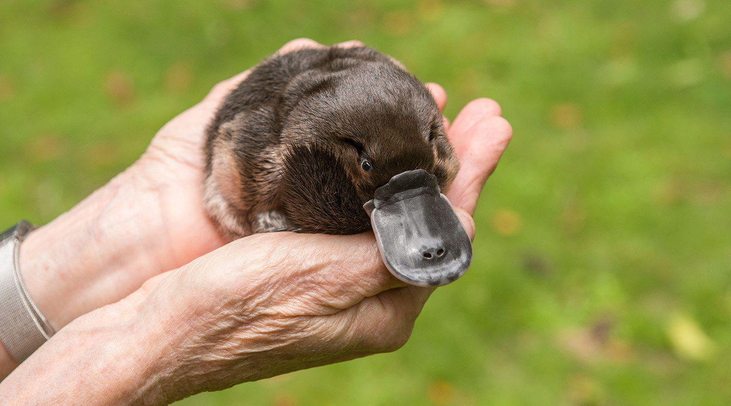 Wildlife carer holding a Platypus orphan.