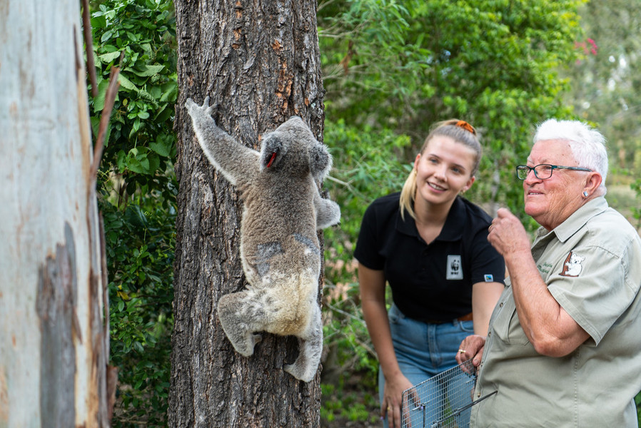 Andy the koala climbing a tree banner image