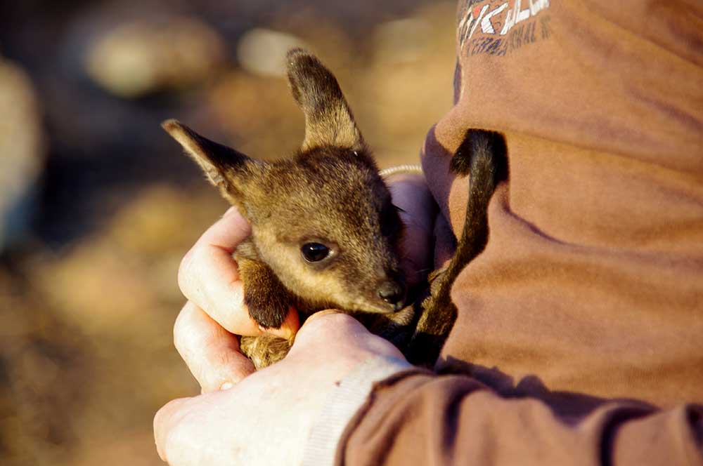 A volunteer holds a black-flanked rock-wallaby, Mt Caroline © Phil Lewis / WWF-Aus
