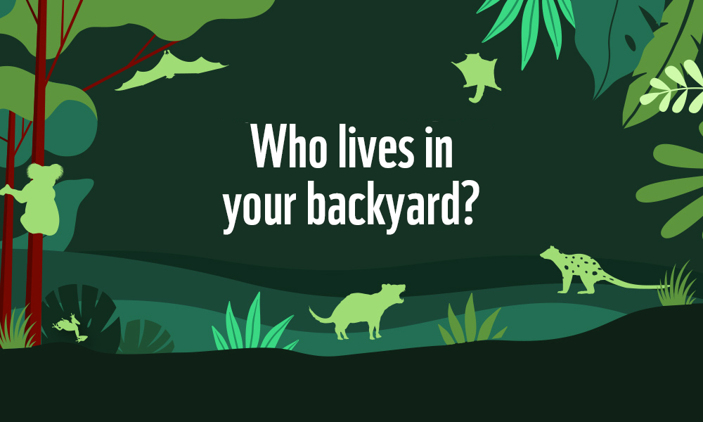 Who lives in your backyard?