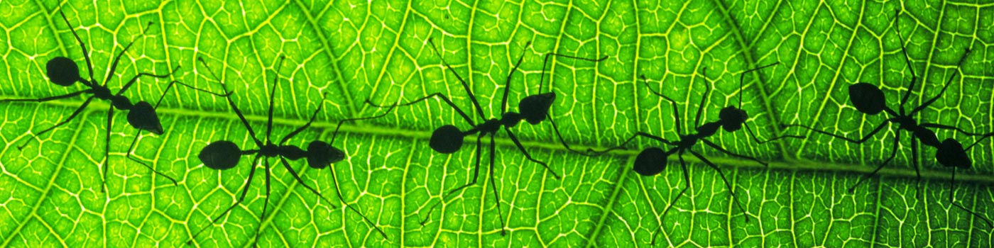 Silhouetted ants walk in a line down a leaf © Chris Martin Bahr / WWF