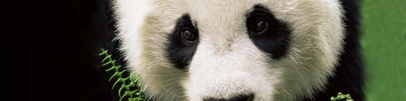 Panda close up © xxx