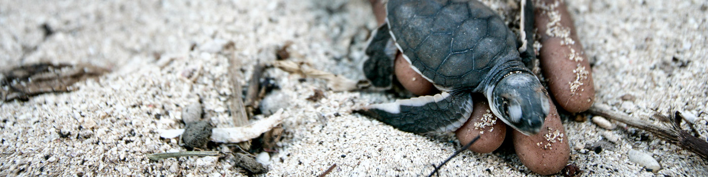 A turtle hatchling is helped onto the sand on Juani Island © Brent Stirton / Getty Images / WWF-UK