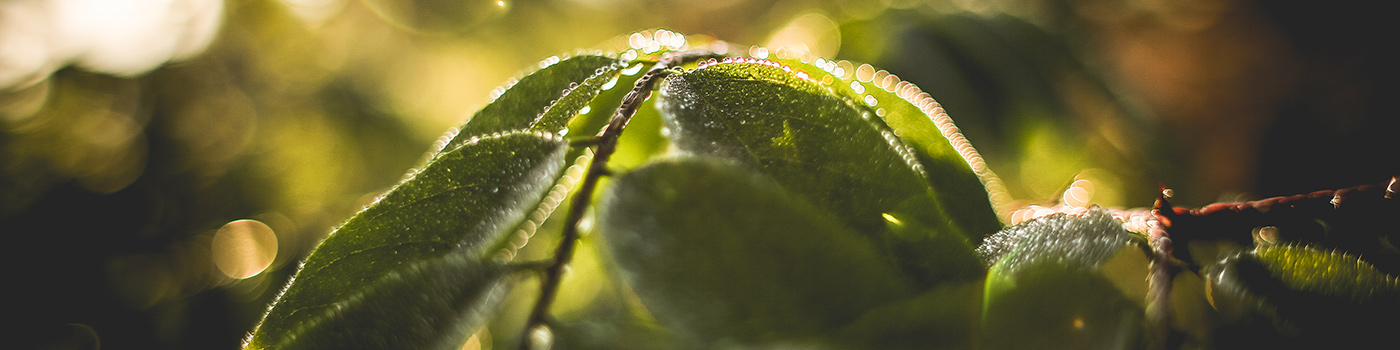 Green leaves and morning dew. Photo by Viktor Hanacek