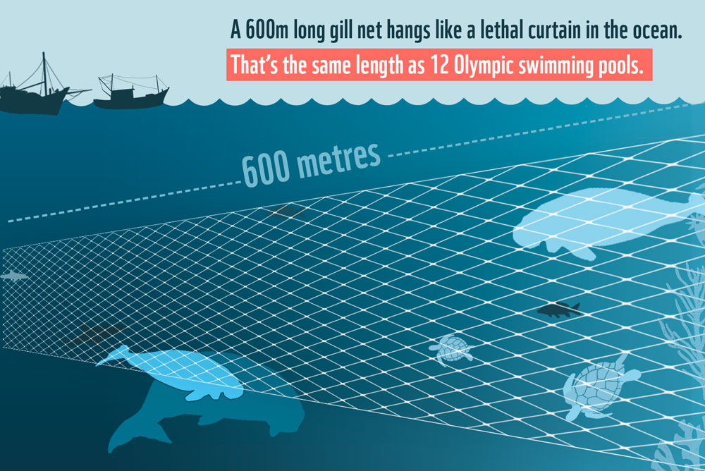 A 600m gill net hangs like a lethal curtain in the ocean © WWF-Aus / Jessica Macleod