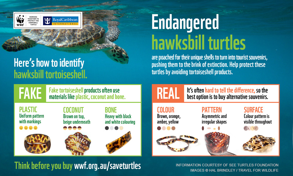 How to identify fake vs real tortoiseshell © SEE Turtles / WWF-Australia
