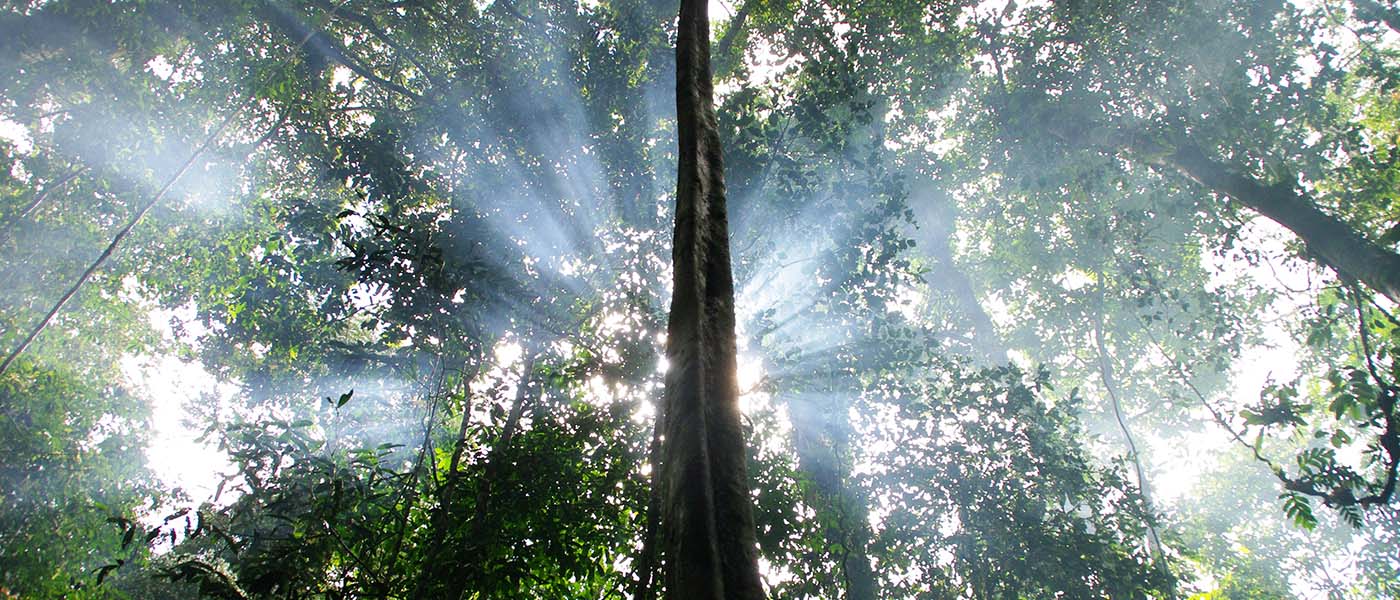 Wijaya Sentosa forest concession