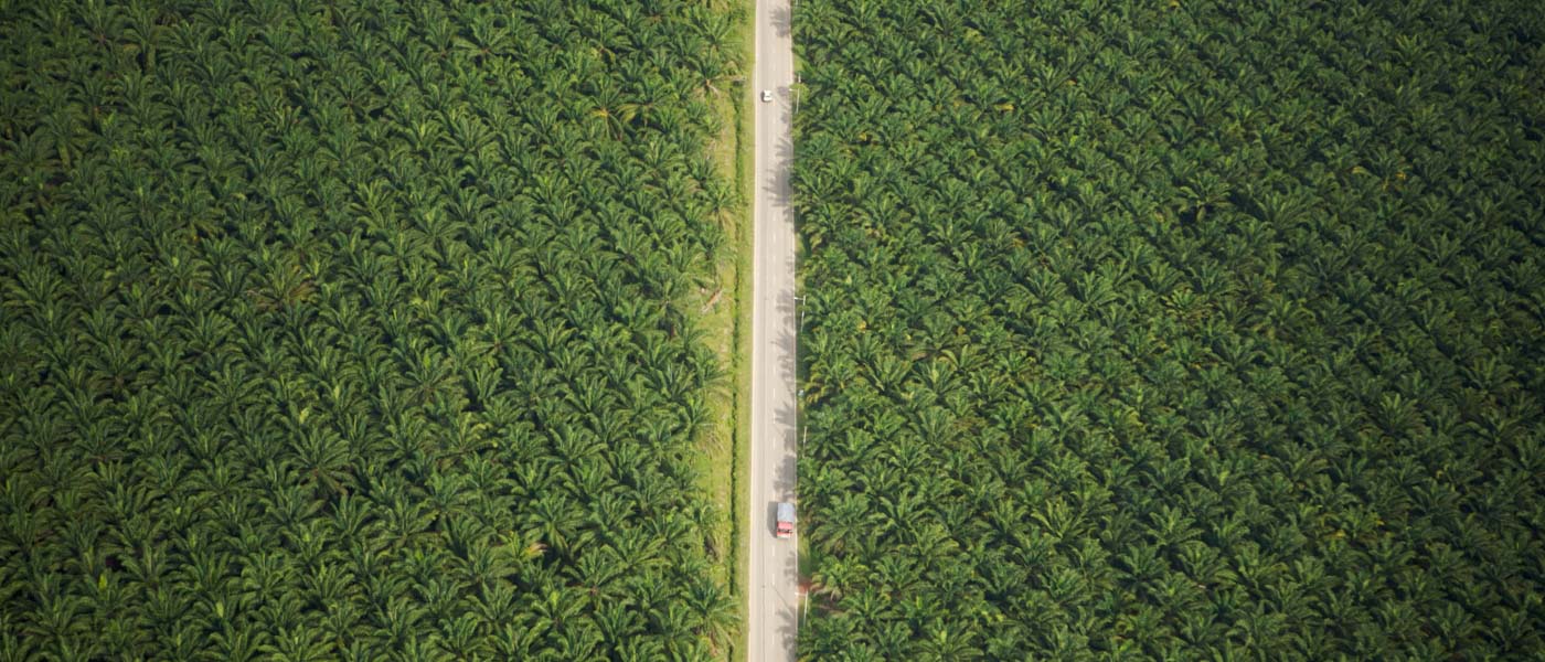 Aerial view of road running through oil palm plantation. Sungai Petani vicinity, Kedah, Malaysia. May 2006 © naturepl.com / Tim Laman / WWF