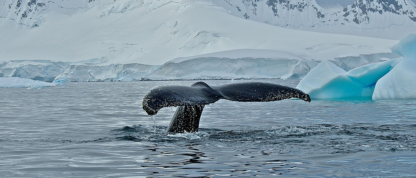 Humpback whale (Megaptera novaeangliae) in Wilhelmina Bay, Antarctica © Michael Harte