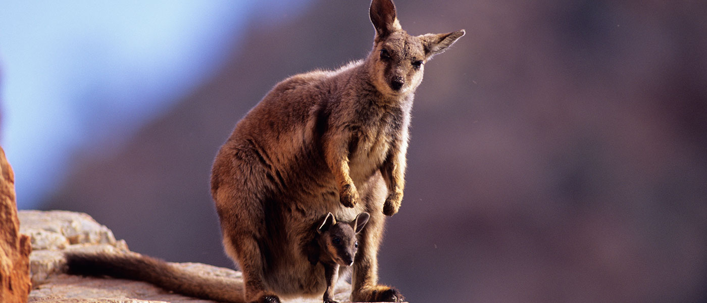 A female black-footed rock-wallaby (Petrogale lateralis) with a joey in her pouch © naturepl.com / Dave Watts / WWF