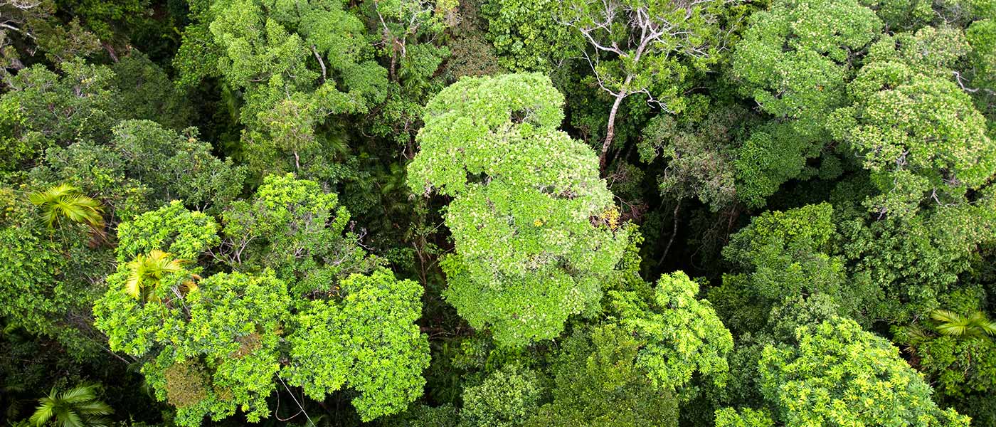 Forest canopy of the Daintree rainforest in northern Queensland © Global Warming Images