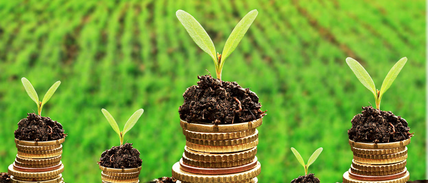 Currency and money in soil with young plant seedlings © Shutterstock / isak55 / WWF