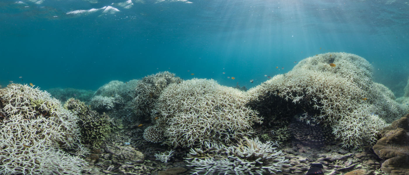 Coral bleaching, Lizard Island, Great Barrier Reef. © XL Catlin Seaview Survey