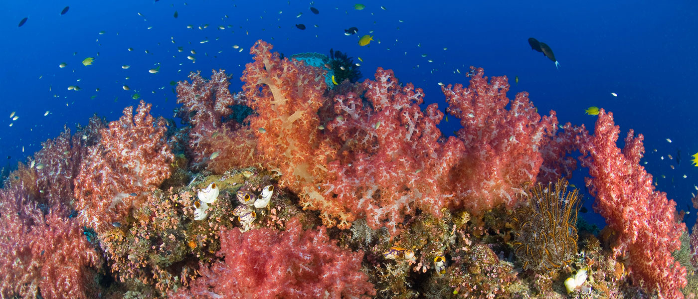 Soft corals covering a natural reef arch, New Britain, Papua New Guinea © Jurgen Freund / WWF