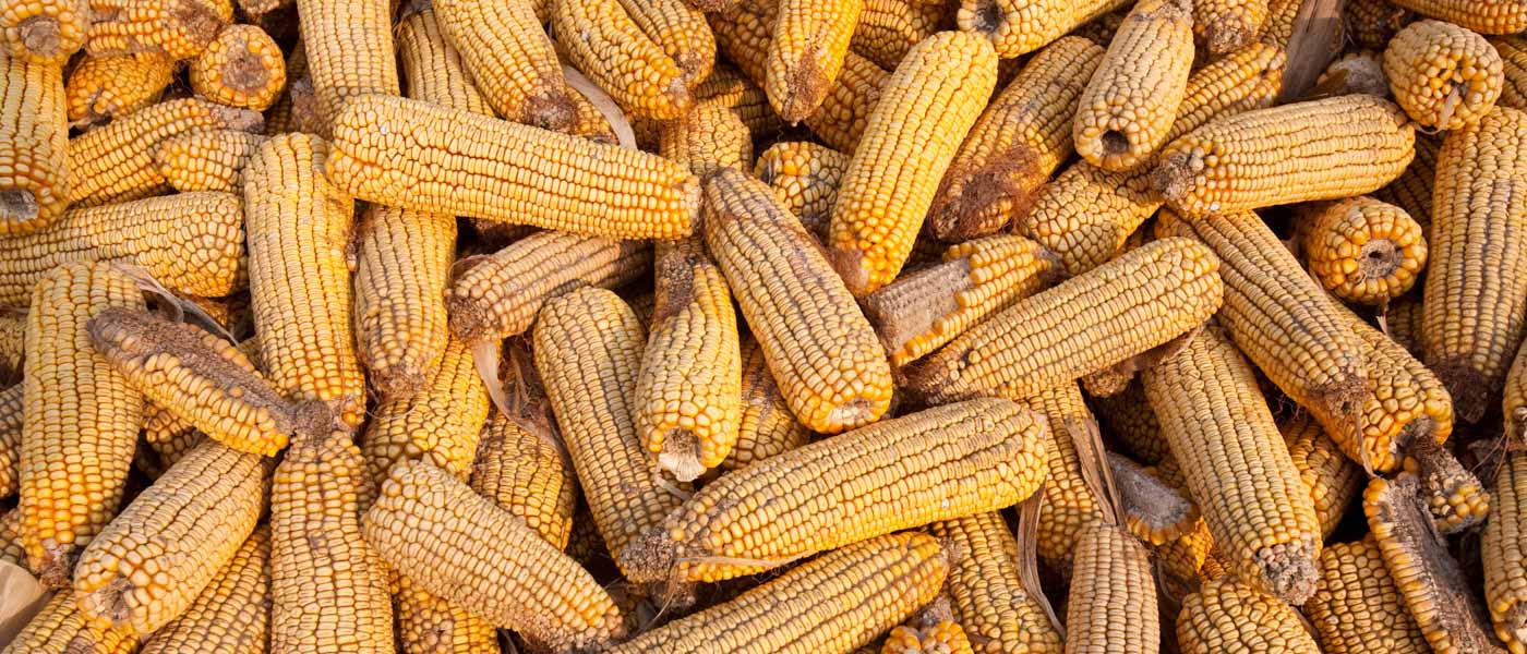 Maize/corn drying in Heilongjiang province, northern China © Global Warming Images / WWF