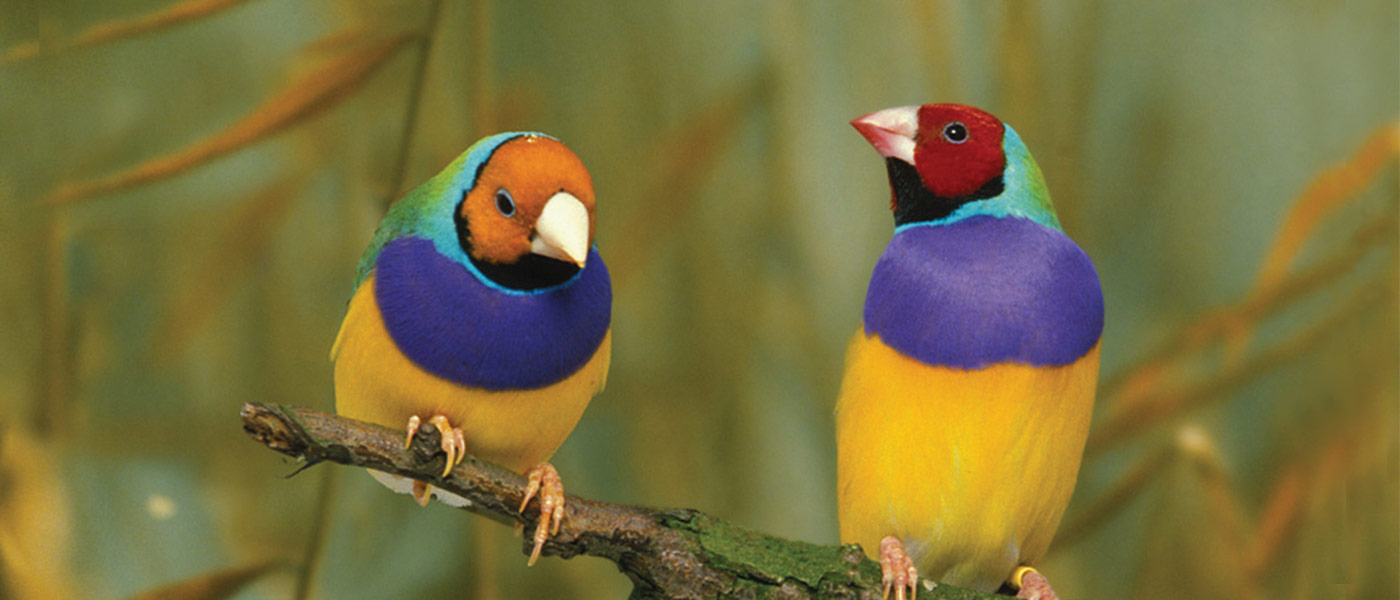 Gouldian finches on a branch © Mike Fidler