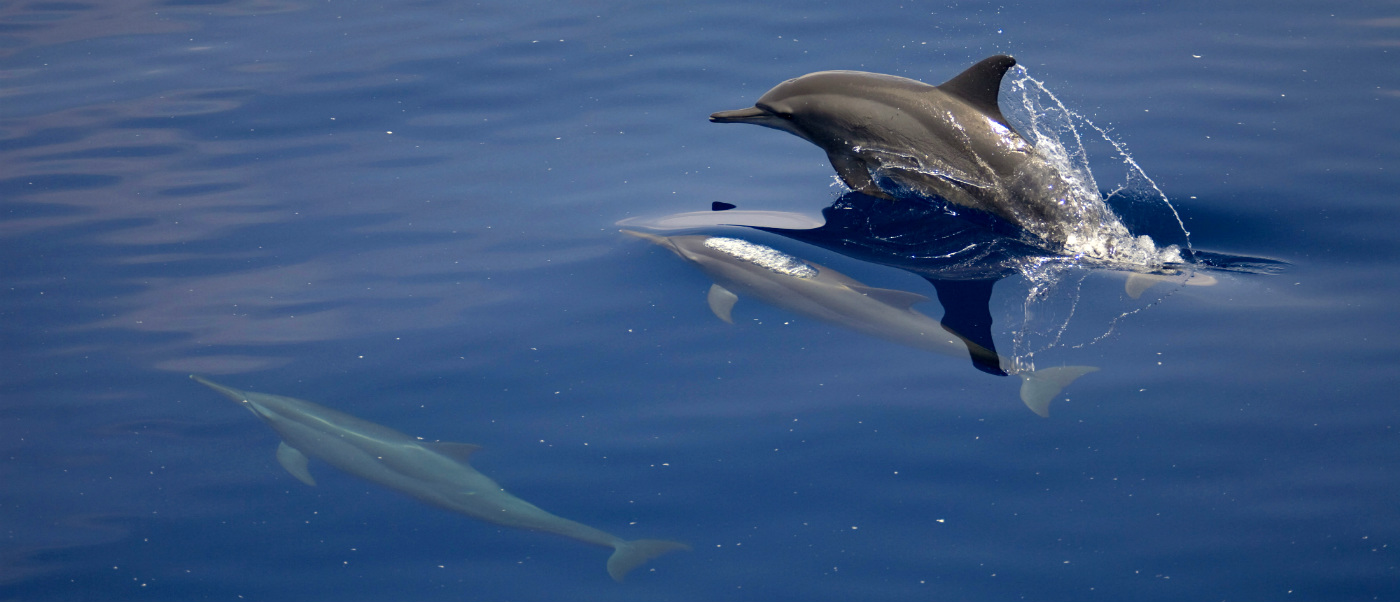 Spinner dolphins surfacing in extensive light oil sheen with high density of small wax particles. © WWF-Aus / Kara Burns