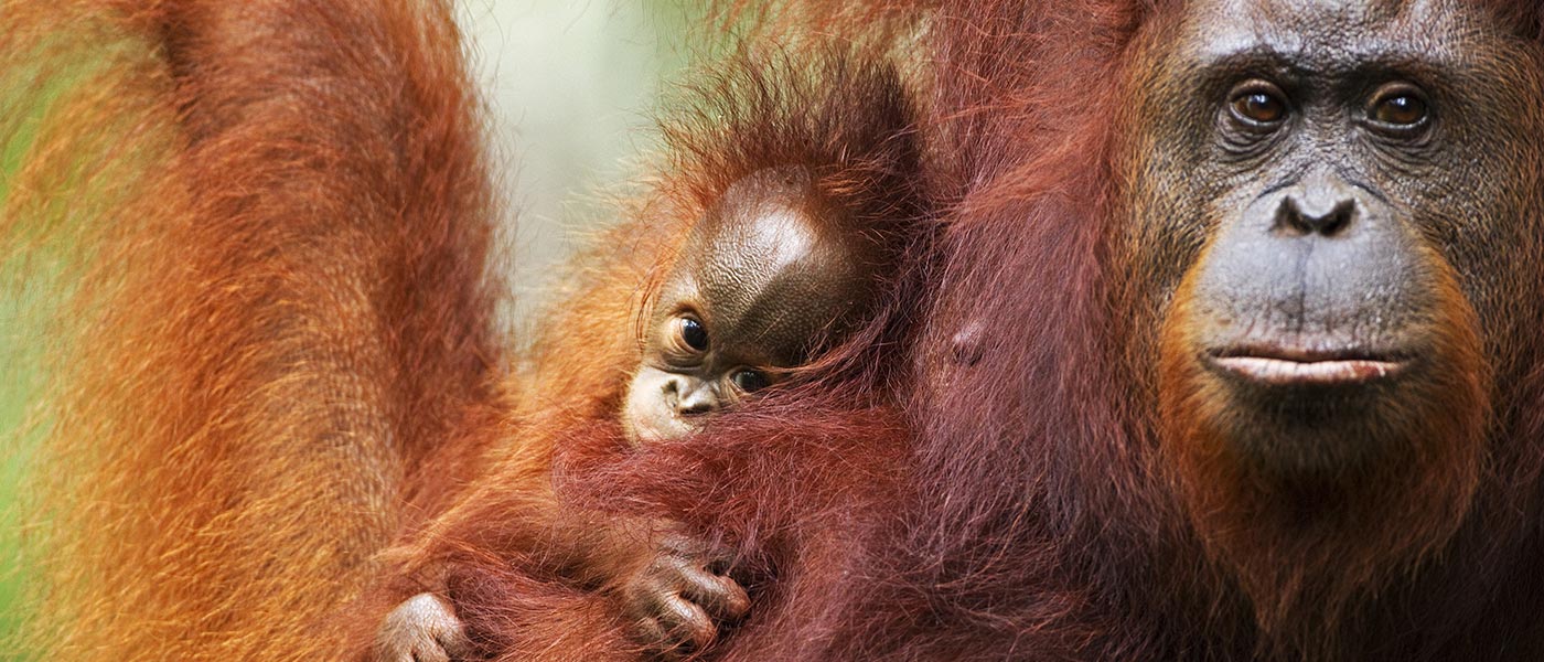 Bornean orangutan and baby, Tanjung Puting National Park, Central Kalimantan, Borneo, Indonesia © naturepl.com / Fiona Rogers / WWF 