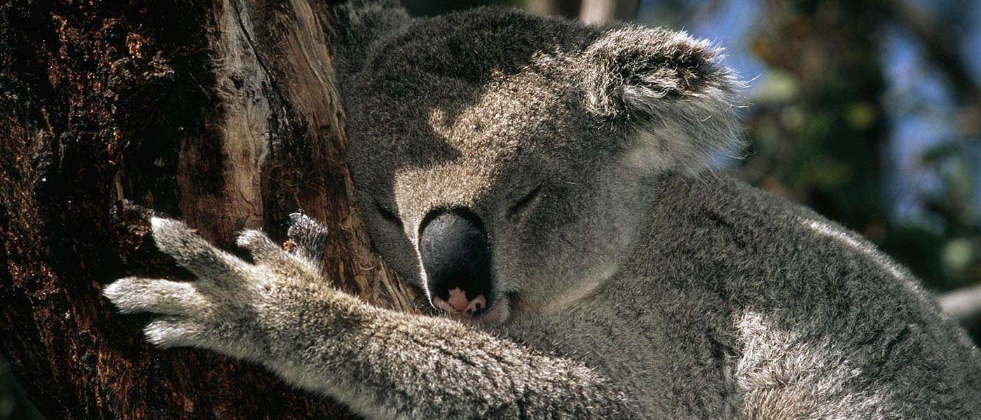 Koala (Phascolarctos cinereus) sleeping in tree, Australia © Martin Harvey / WWF