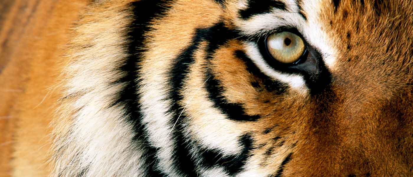 Close up photo of tiger\