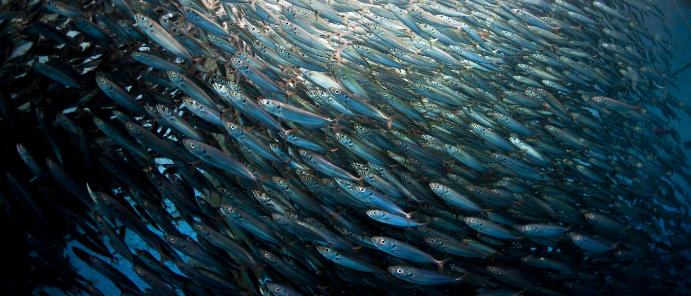 Pole and line tuna and baitfish fishery project, Indonesia. Bitung, Sulawesi, Indonesia. © Paul Hilton / IPNLF / WWF-Aus