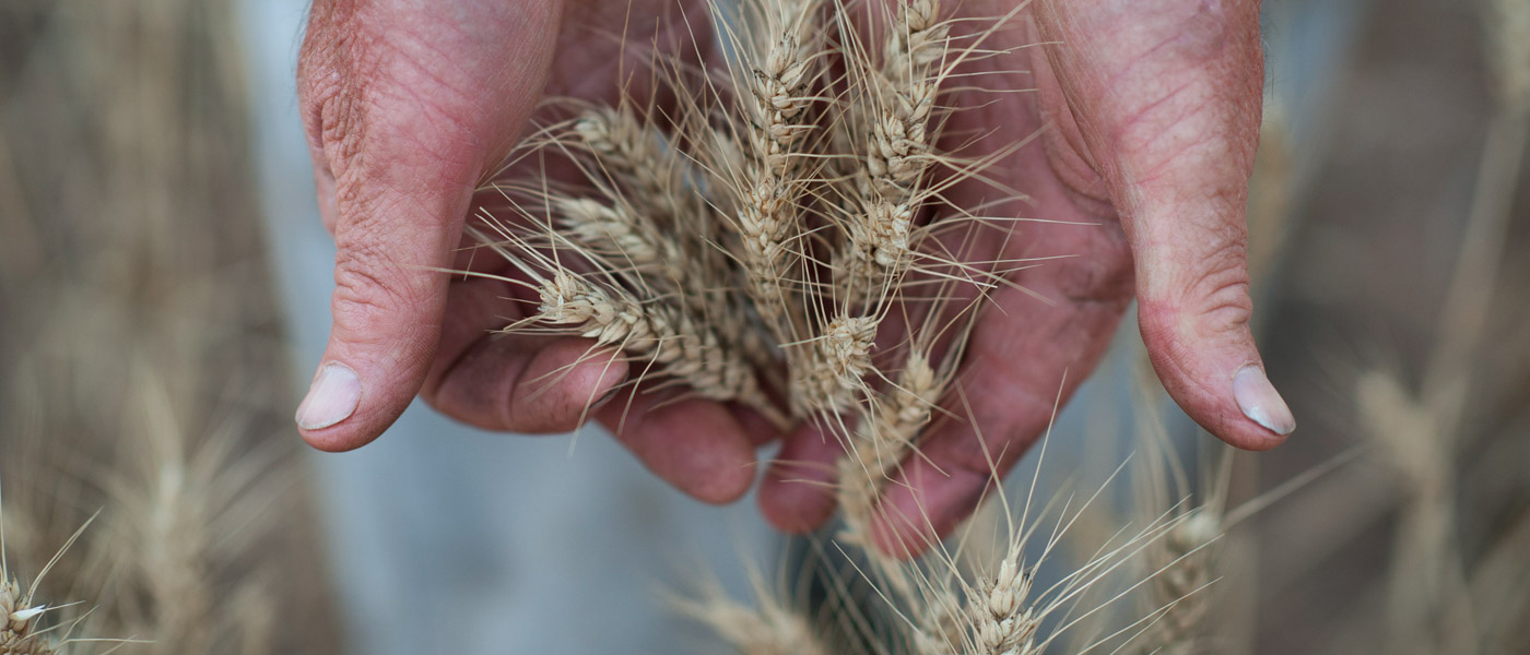 Farmer holding wheat in his hands, Western Australia, December 2014 © WWF-Aus / Kate Raston