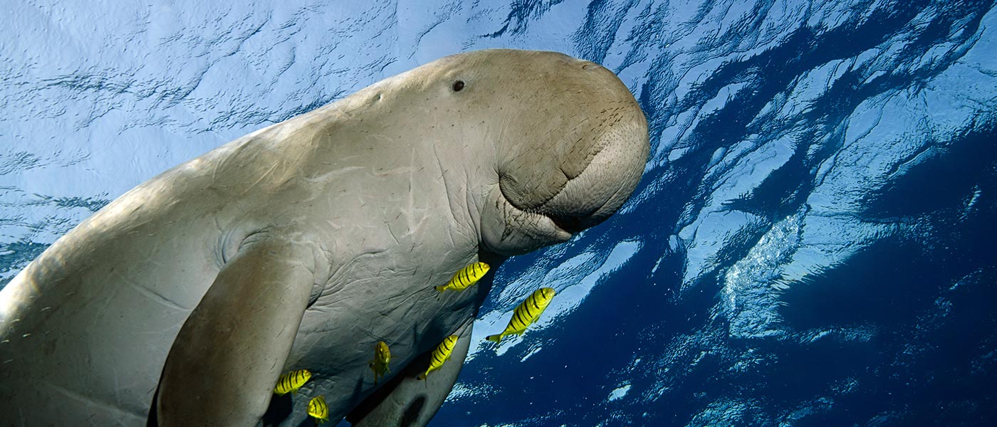 A dugong swims in the ocean © istockphoto.com / WWF