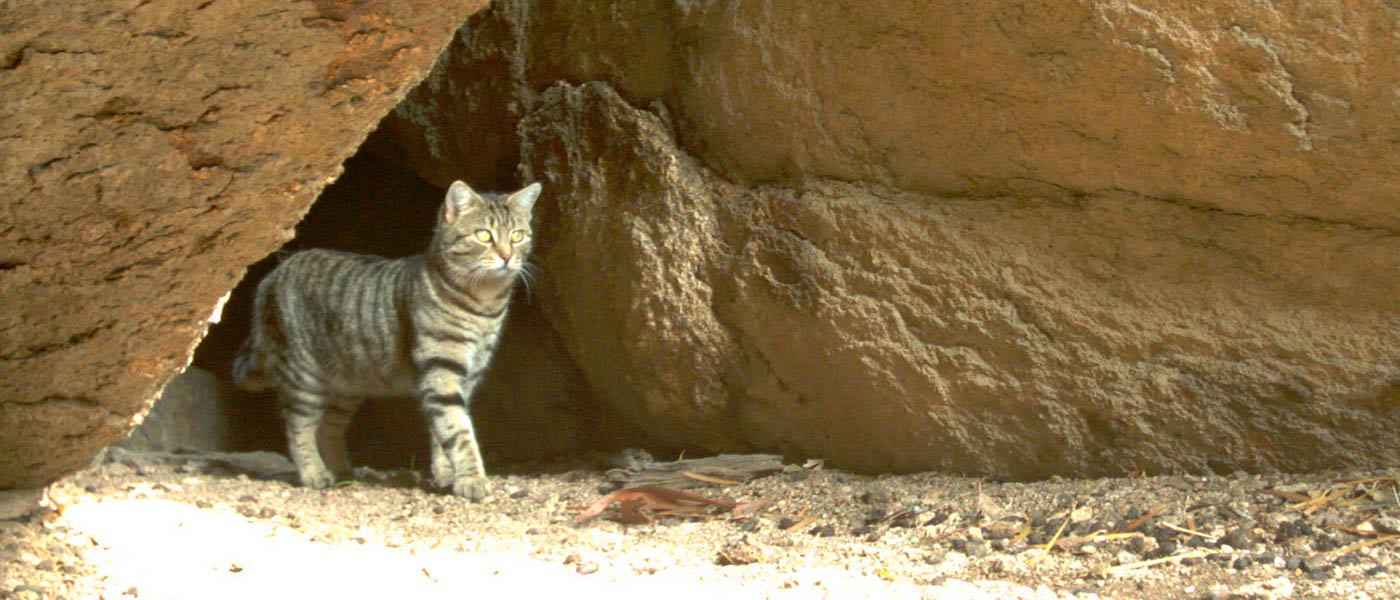 Feral cat caught on sensor camera, Mt Caroline, Western Australia © Phil Lewis / WWF-Aus