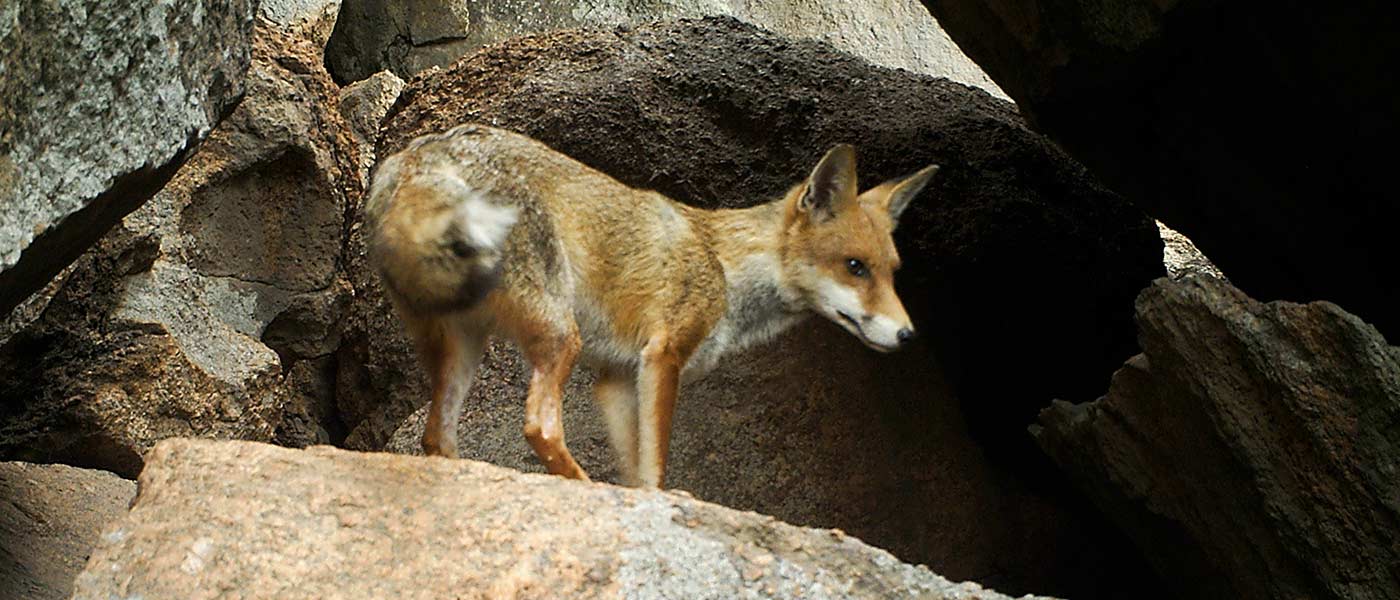 Red fox, Southwest Australia’s central Wheatbelt granites © Mike Griffiths & Phil Lewis / DPaW / WWF-Aus