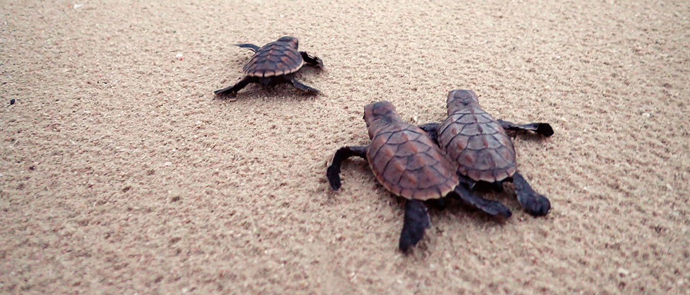 One green and two hawksbill turtle hatchlings making their way to the ocean, Milman Island, Queensland © WWF-Aus / Christine Hof