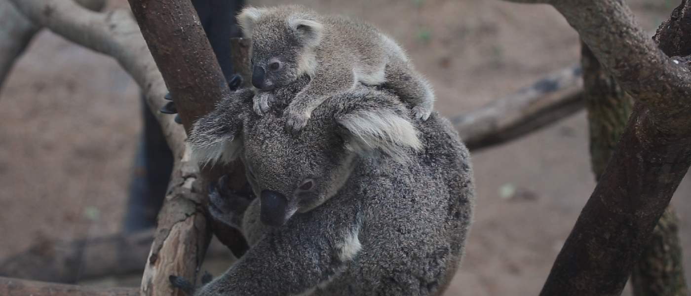 Koala and joey on log © Shutterstock / KAMONRAT / WWF