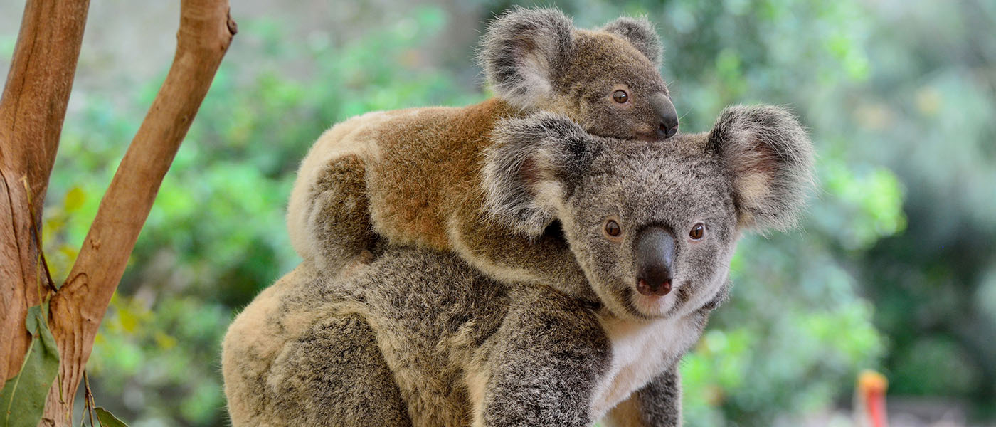 Mother koala with joey on her back © Shutterstock / Alizada Studios / WWF