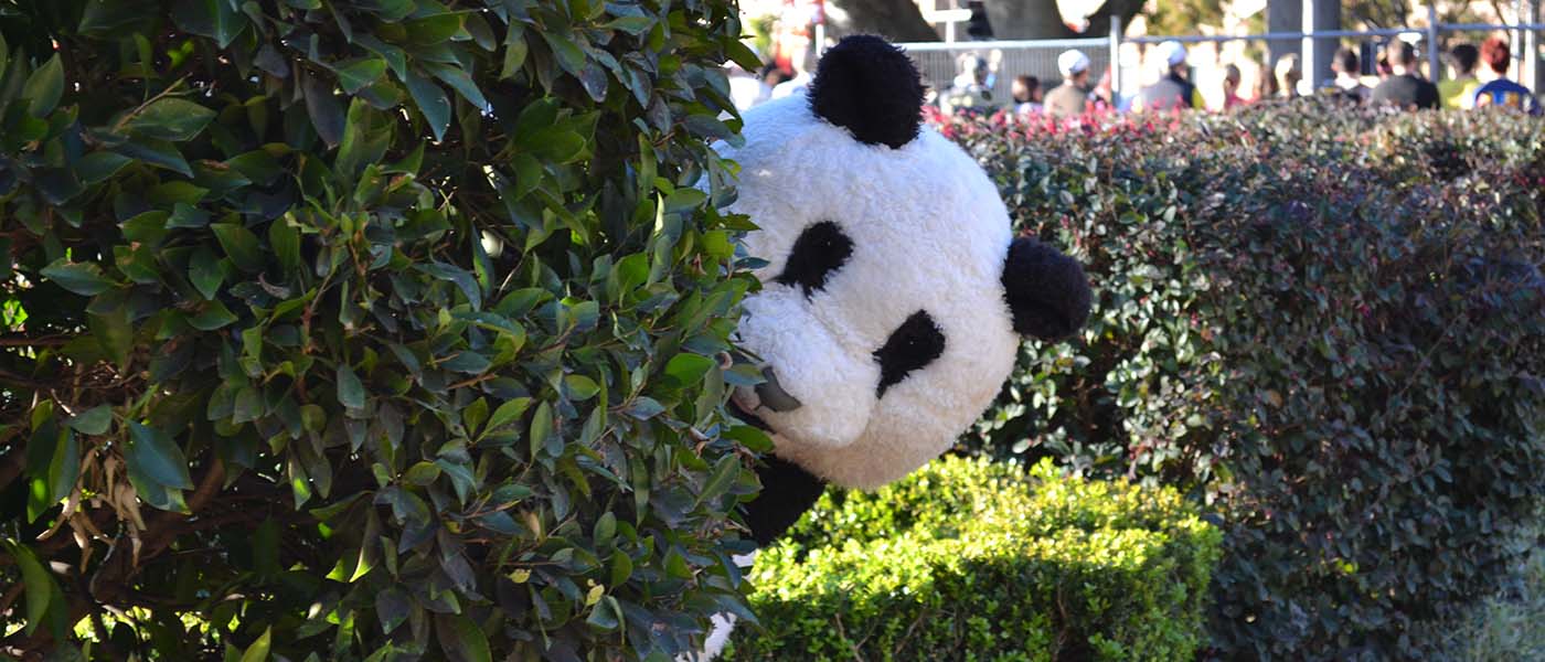 WWF Panda Mascot at City2Surf, NSW © Patricia Waller / WWF-Aus