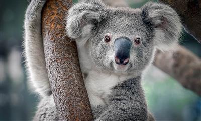 Koala in tree © Shutterstock / Yatra / WWF