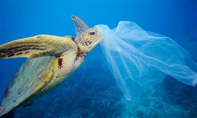 Green sea turtle (Chelonia mydas) with a plastic bag, Moore Reef, Great Barrier Reef, Australia © Troy Mayne / WWF