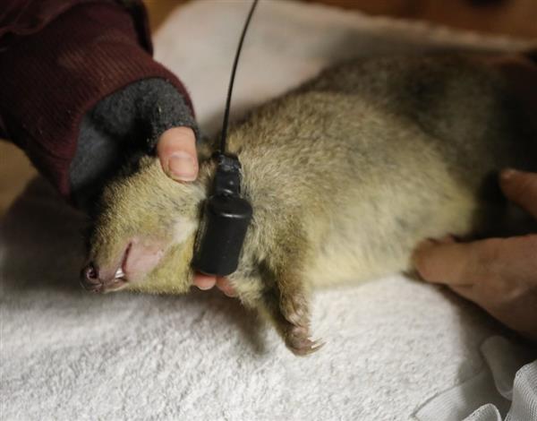 A brush-tailed bettong is fitted with a radio-tracking collar © WWF-Australia / Ninti Media