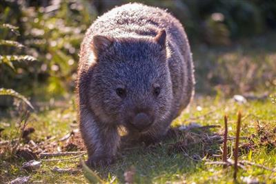 Wombat walking in Wilsons Promontory National Park, Victoria © Chris Farrell Nature Photography / WWF-Australia