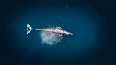 Whale swimming in the ocean © Venti Views / Unsplash