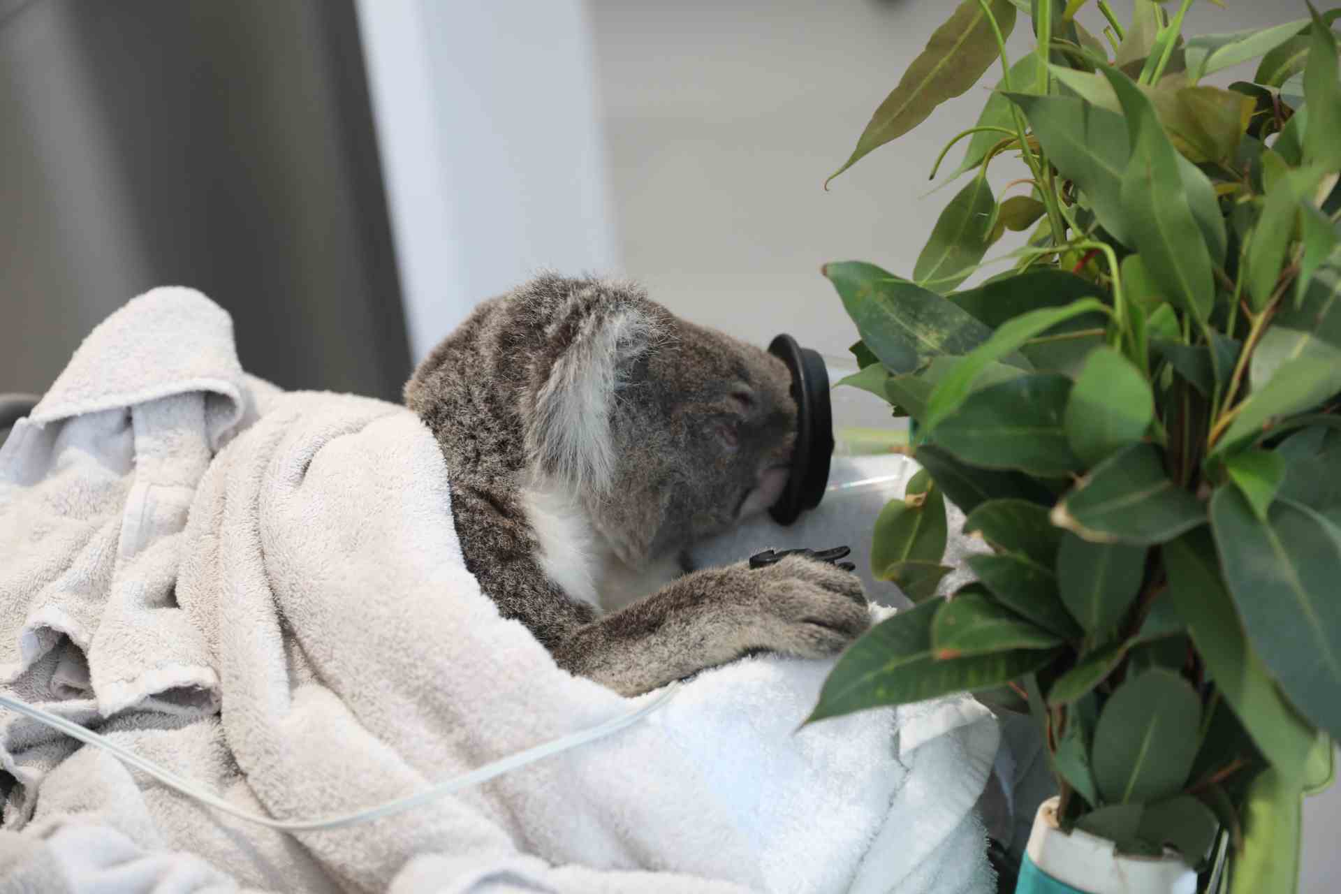 Kevin recovering from sedation at Port Stephens Koalas Wildlife Hospital © WWF-Aus / Madeleine Smitham