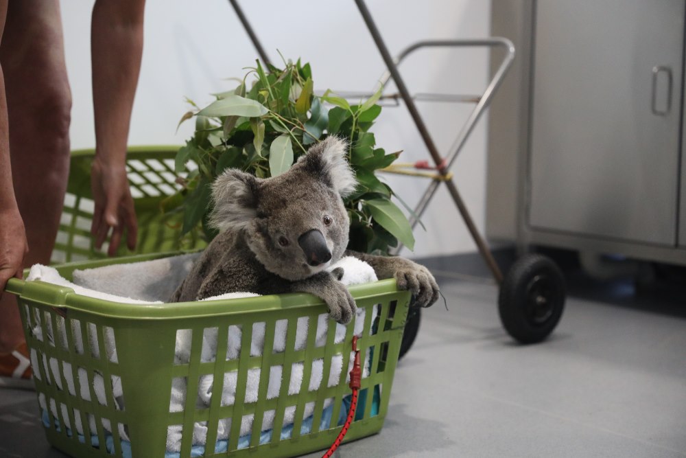 Kevin at Port Stephens Koalas Wildlife Hospital © WWF-Aus / Madeleine Smitham