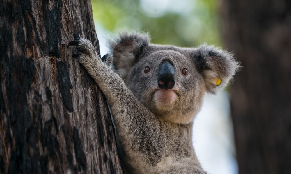 Koala release in Emmaville NSW © WWF-Aus / Adam Krowitz