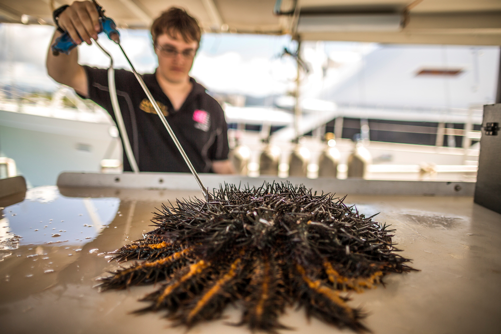 A worker injects a crown of thorns starfish in Cairns, Australia.