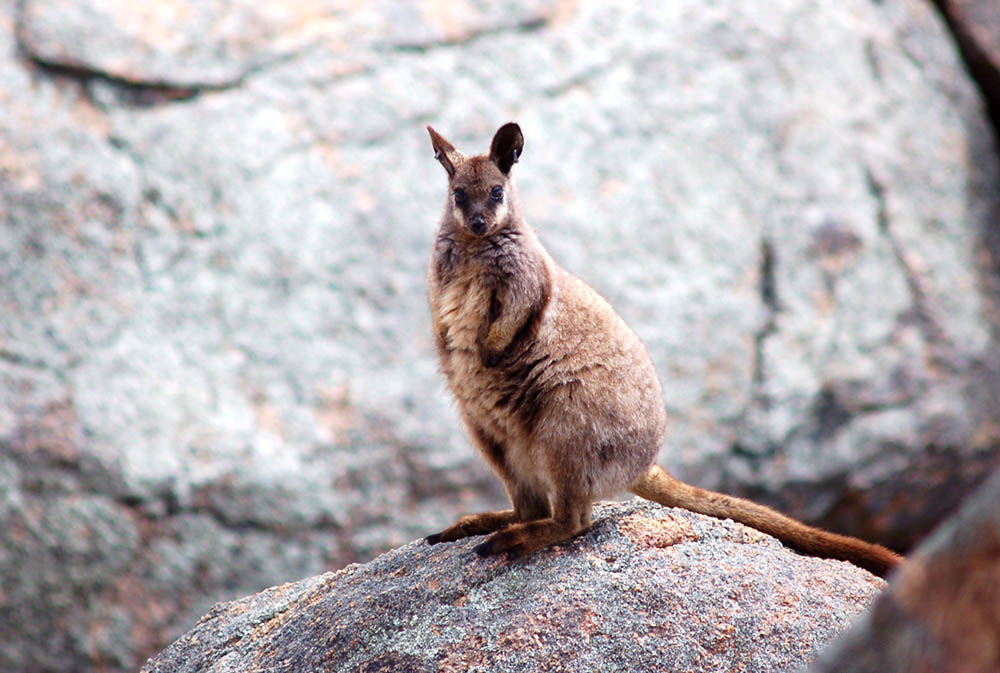 Black-flanked rock-wallaby in the central Wheatbelt, Western Australia © Craig Pentland