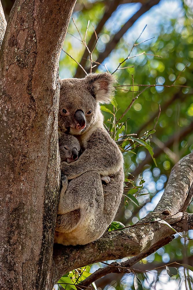 Australian Koala And Her Cute Joey ©WWF-Australia / Jackson Photography / stock.adobe.com