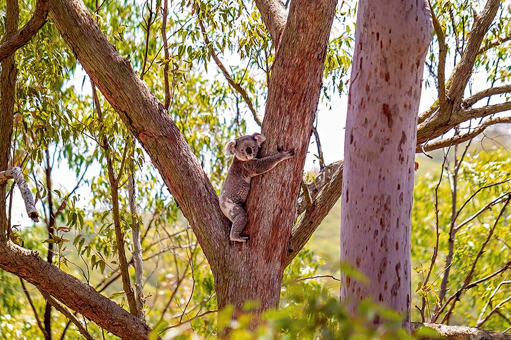 Australian Koala Hugging A Gum Tree ©Jackson Photography - stock.adobe.com