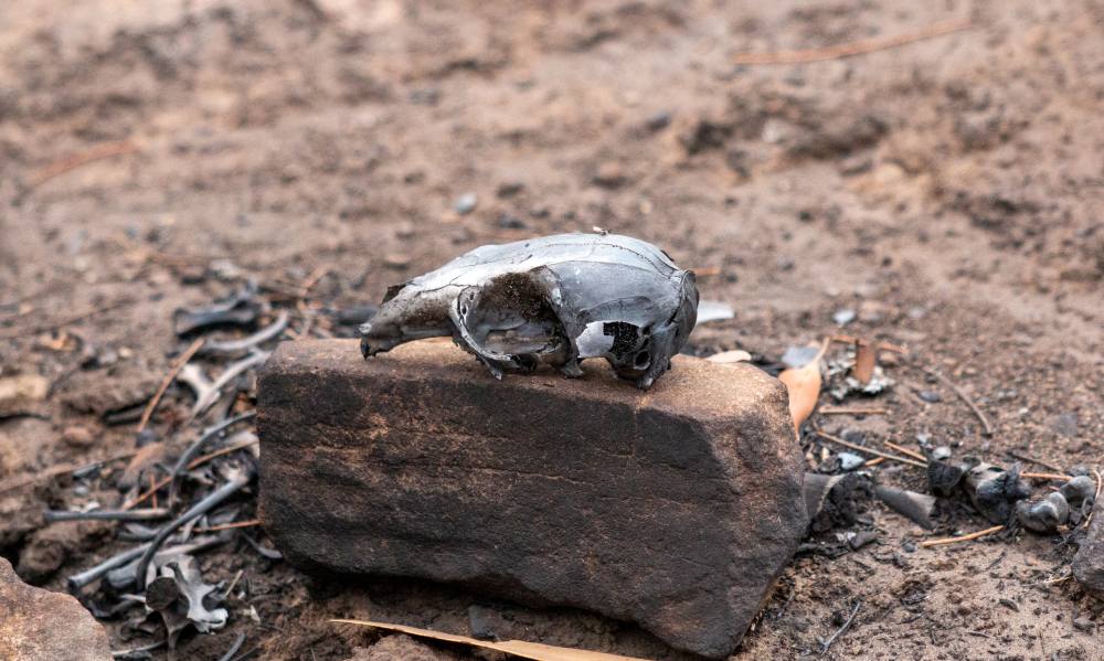A Tammar wallaby skull found in Lathami Conservation Park after bushfires swept through the area, Kangaroo Island, 2020 © WWF-Aus / Paul Fahy