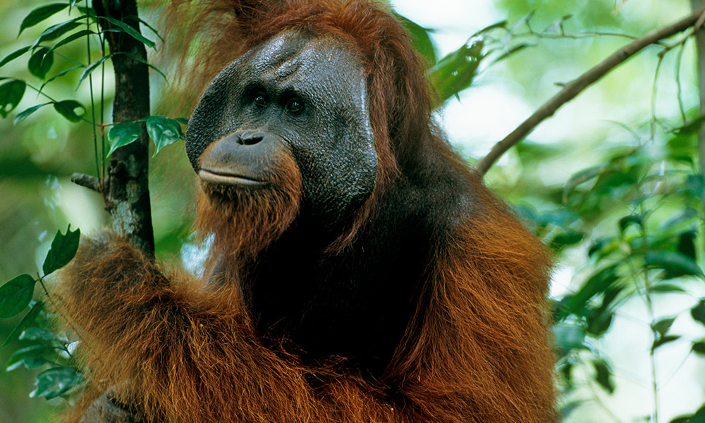 Adult male Bornean orangutan (Pongo pygmaeus) in rainforest canopy, Gunung Palung National Park, Borneo, West Kalimantan, Indonesia © naturepl.com / Tim Laman / WWF
