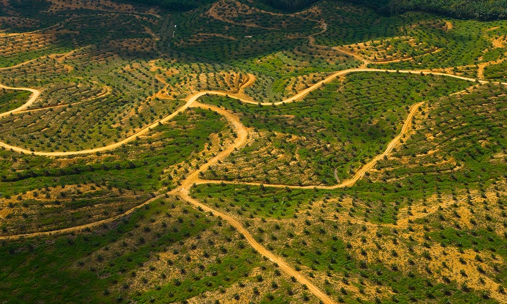 Aerial view of palm oil plantation on deforested land, Sabah, Borneo, Malaysia © naturepl.com / Juan Carlos Munoz / WWF