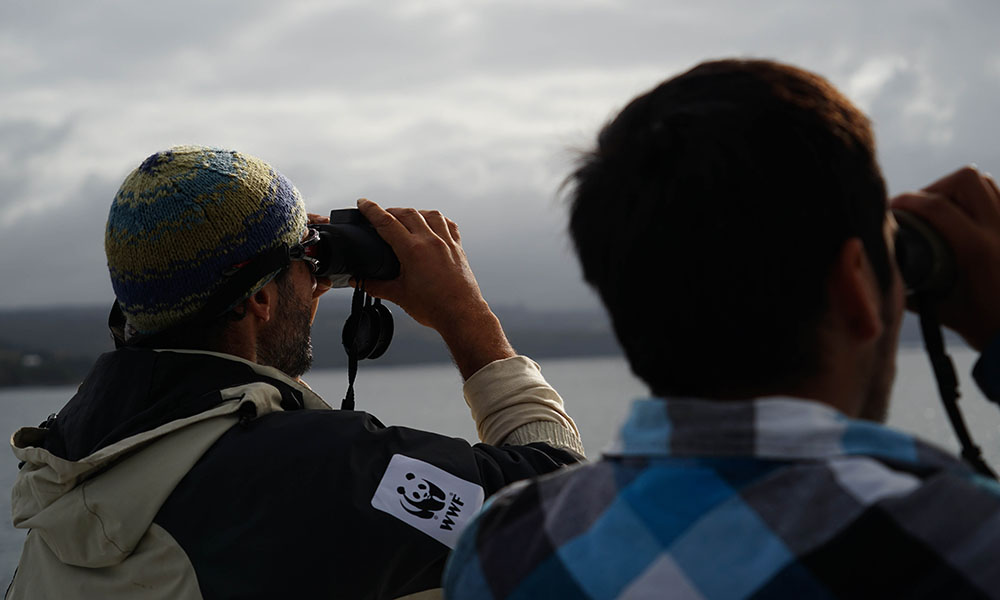 WWF research team looking for blue whales (Balaenoptera musculus) in the Gulf of Corcovado, South America © WWF / Robert Guenther