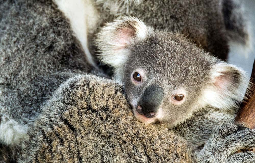 Close up of koala joey with mother © David Clode / Unsplash